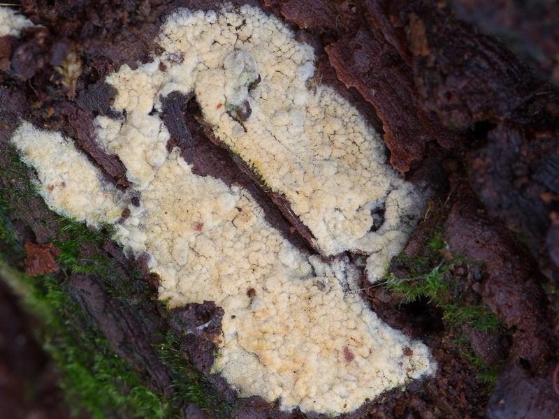 Jaapia ochroleuca